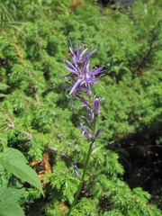 Asyneuma campanuloides