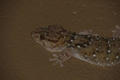 Chondrodactylus bibronii