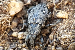 Leucophyes pedestris