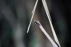 Amata sperbius