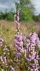 Calluna vulgaris