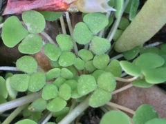 Oxalis inaequalis