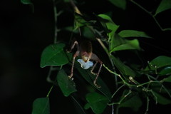 Ocellarnaca furcifera