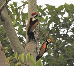 Chrysocolaptes festivus