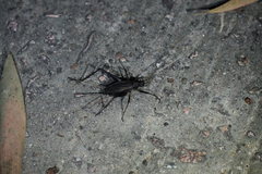 Meloimorpha japonica