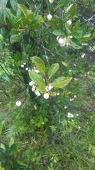 Aphloia theiformis