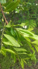 Aphloia theiformis