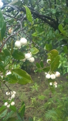 Aphloia theiformis