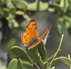 Chrysoritis chrysaor