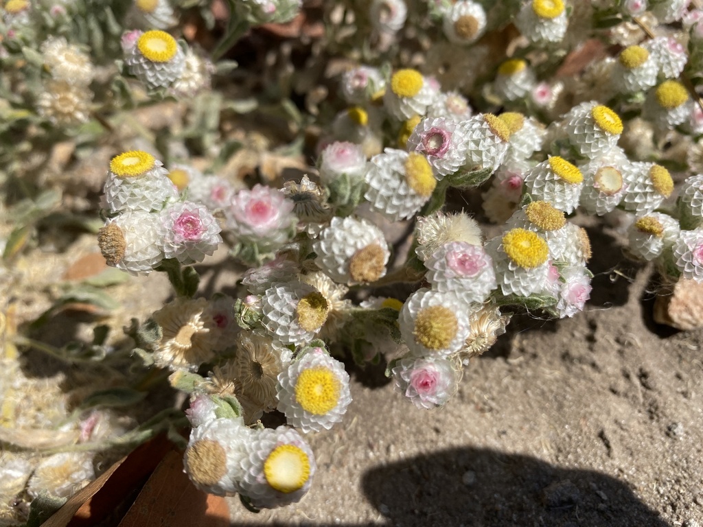 Wild Everlasting