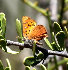 Chrysoritis chrysaor