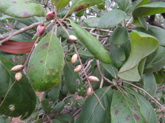 Terminalia platyphylla