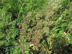 Agasyllis latifolia