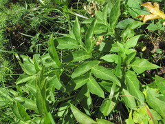 Agasyllis latifolia