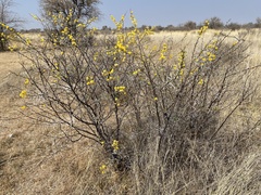 Vachellia nebrownii