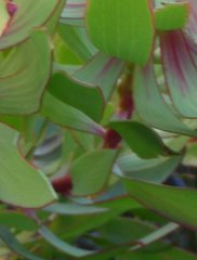 Leucadendron gydoense
