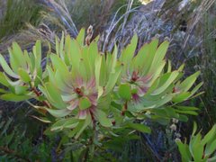 Leucadendron gydoense