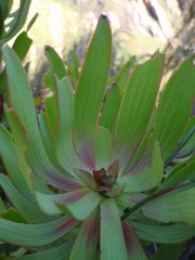 Leucadendron gydoense