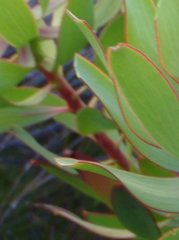 Leucadendron gydoense