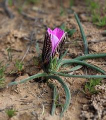 Romulea atrandra atrandra