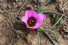 Romulea atrandra atrandra