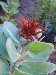Protea punctata