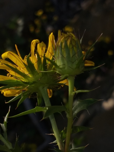 Image of Berkheya spinosa by (c) kevin koen, some rights reserved (CC BY-SA)