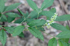 Vitex negundo cannabifolia