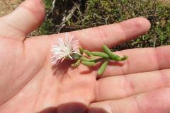 Mesembryanthemum splendens splendens