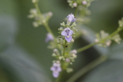 Vitex negundo cannabifolia