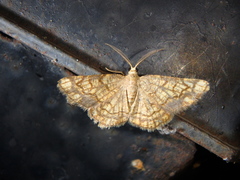 Stegania dilectaria