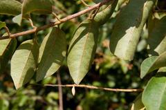 Combretum patelliforme