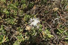 Mesembryanthemum splendens splendens