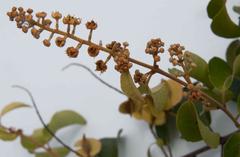 Combretum patelliforme