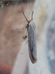 Coscinia chrysocephala