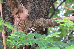 Chrysocolaptes festivus