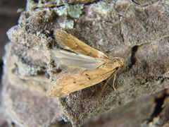 Helcystogramma