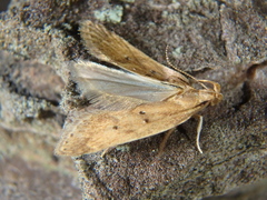 Helcystogramma