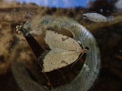 Meritastis polygraphana
