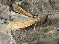 Helcystogramma