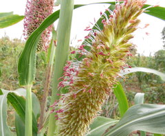 Setaria italica