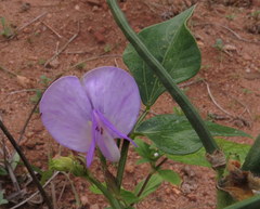 Vigna sinensis