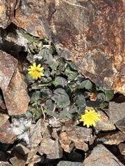 Crepis pygmaea