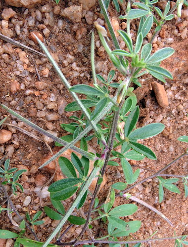 Rothia indica iNat (1)