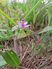 Cleome simplicifolia