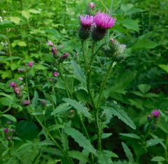Carduus crispus