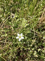 Arenaria ciliata