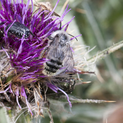 Bombus mesomelas