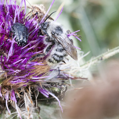 Bombus mesomelas