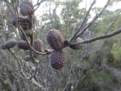 Allocasuarina nana
